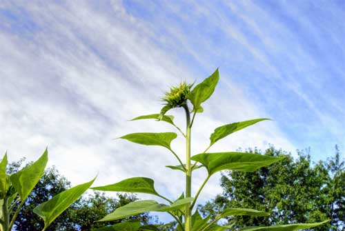 sunflower