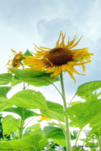 Sunflower