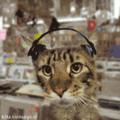 hipkitty.gif hipkitty.gif
